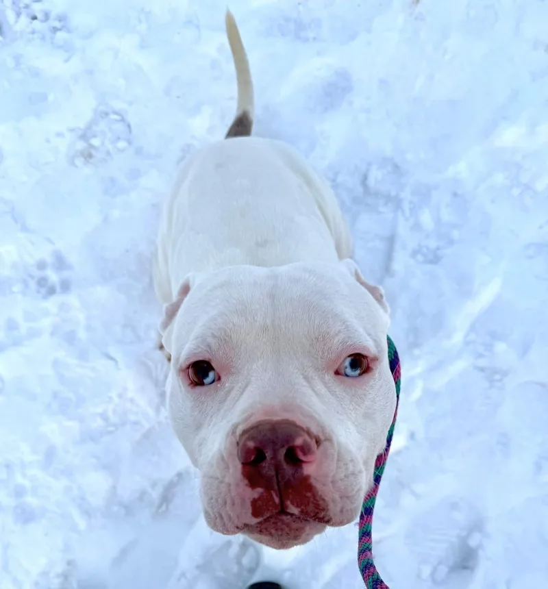 Humble Bumble thumbnail 2