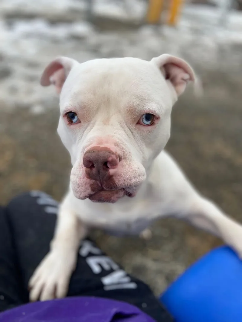 Humble Bumble thumbnail 3