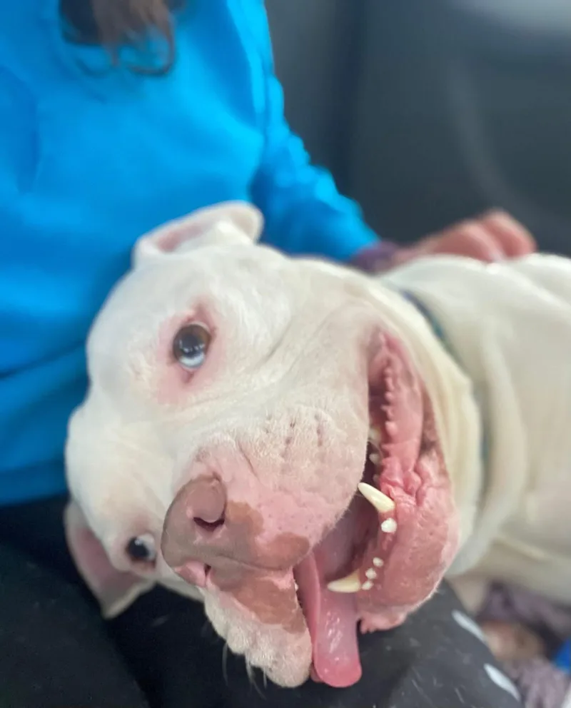 Humble Bumble thumbnail 4