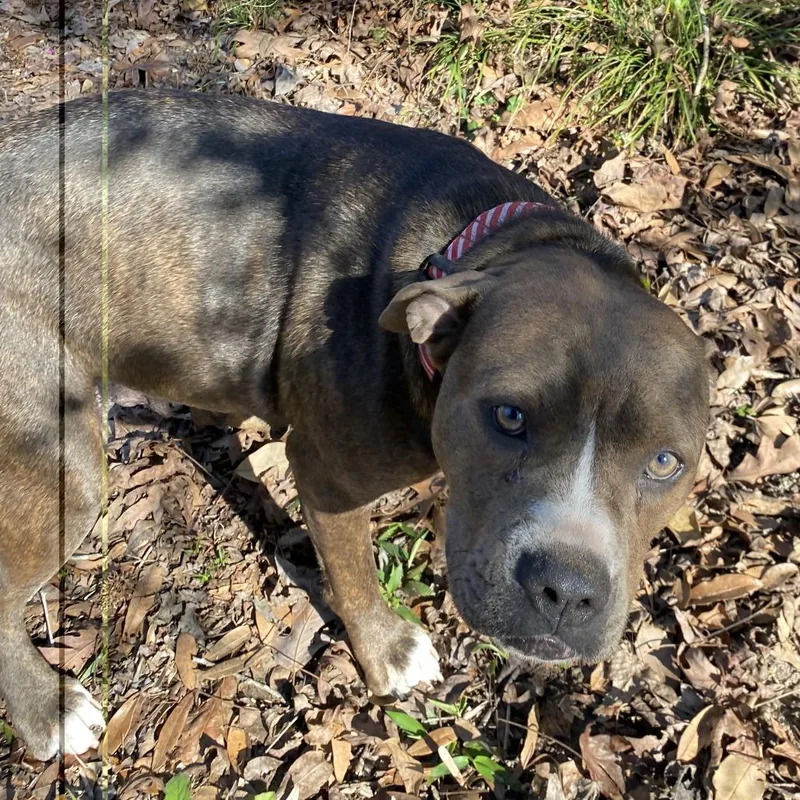 Mama Dog thumbnail 2