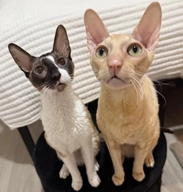 Garrus & Wrex thumbnail 2