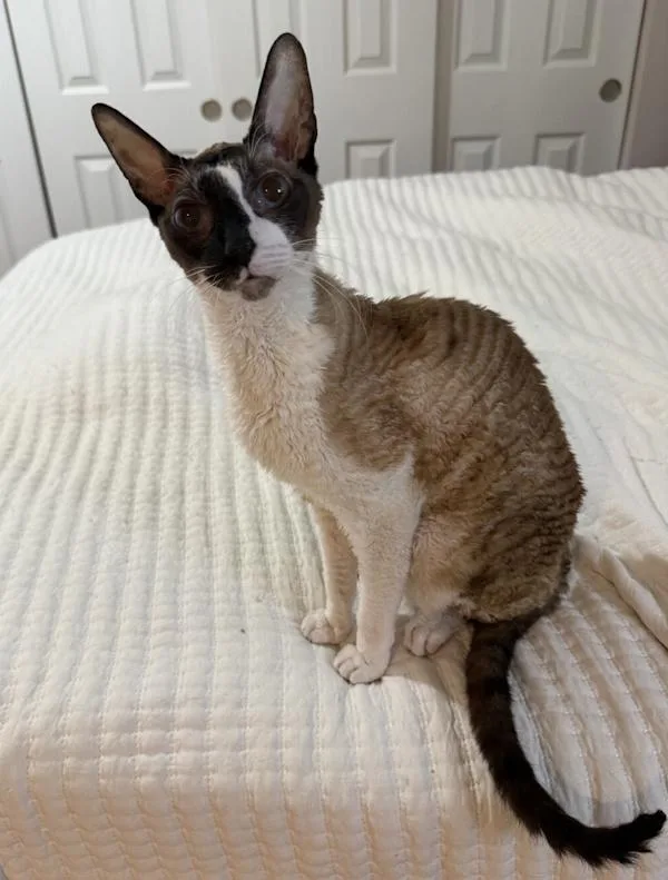 Garrus & Wrex thumbnail 3