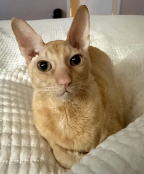 Garrus & Wrex thumbnail 4