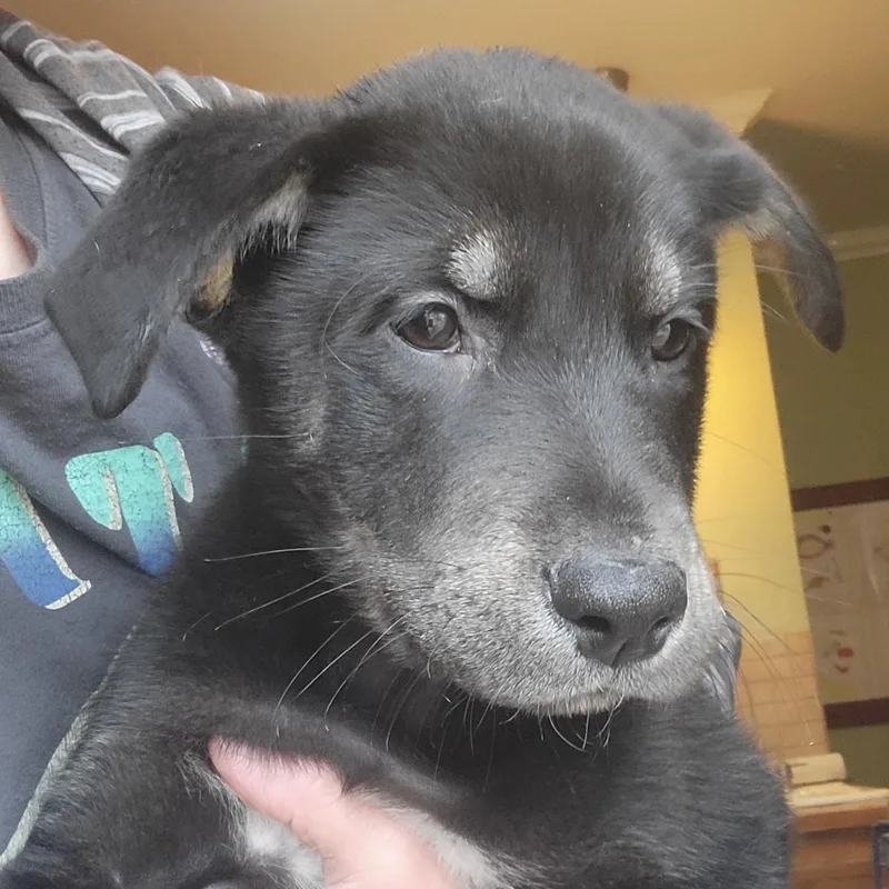 Neil Armstrong thumbnail 2