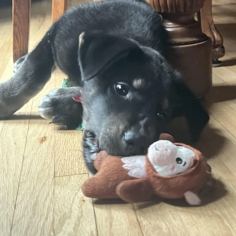 Neil Armstrong thumbnail 3