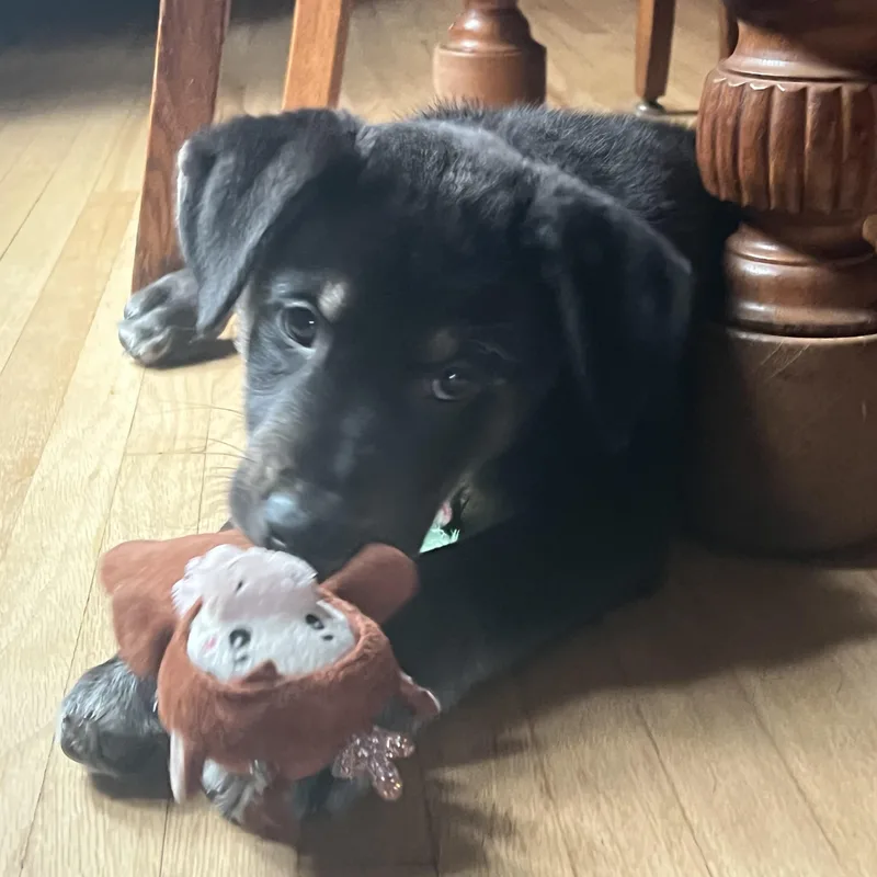 Neil Armstrong thumbnail 4