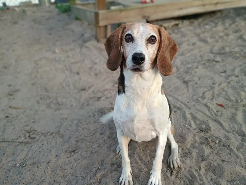 Peanut Buttercup thumbnail 2