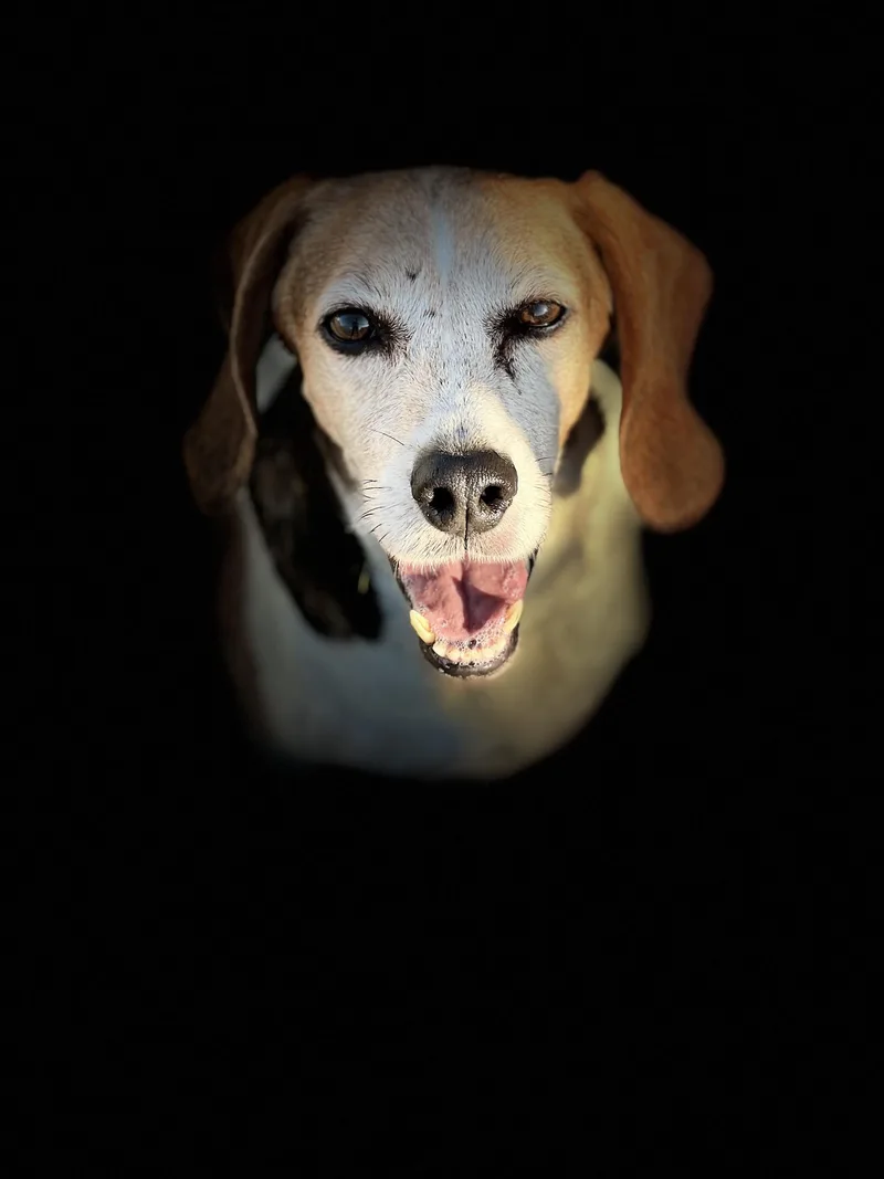 Peanut Buttercup thumbnail 3