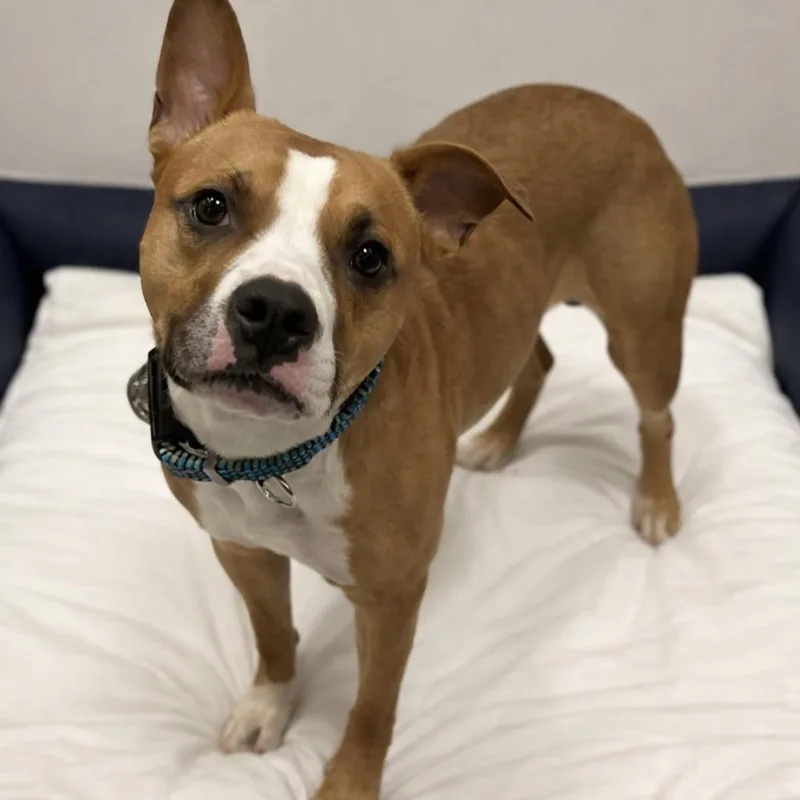 A young medium-sized female Brown / Chocolate Pit Bull Terrier dog named Azula for adoption in Stafford, VA