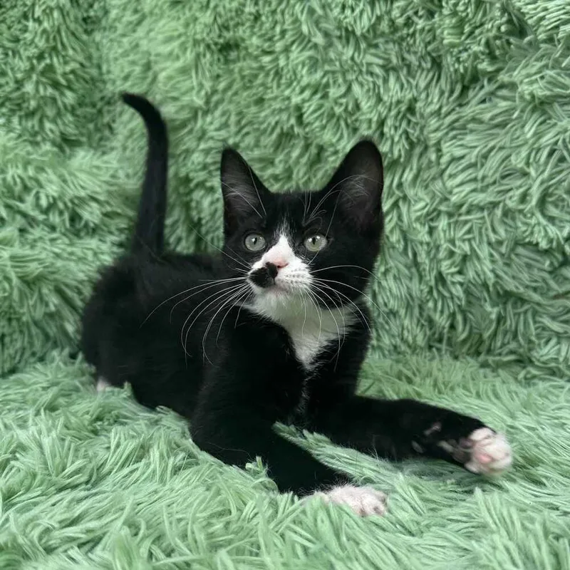 Oleander Mustachio thumbnail 2