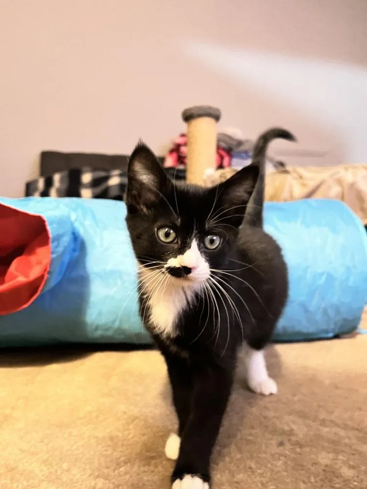 Oleander Mustachio thumbnail 4