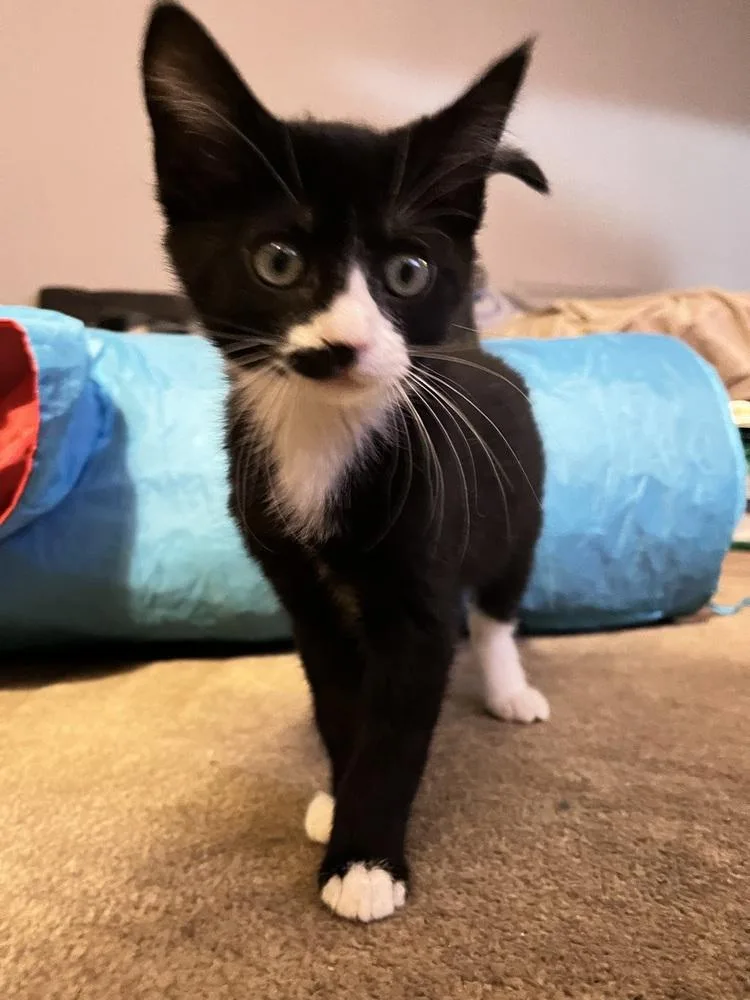 Oleander Mustachio thumbnail 5