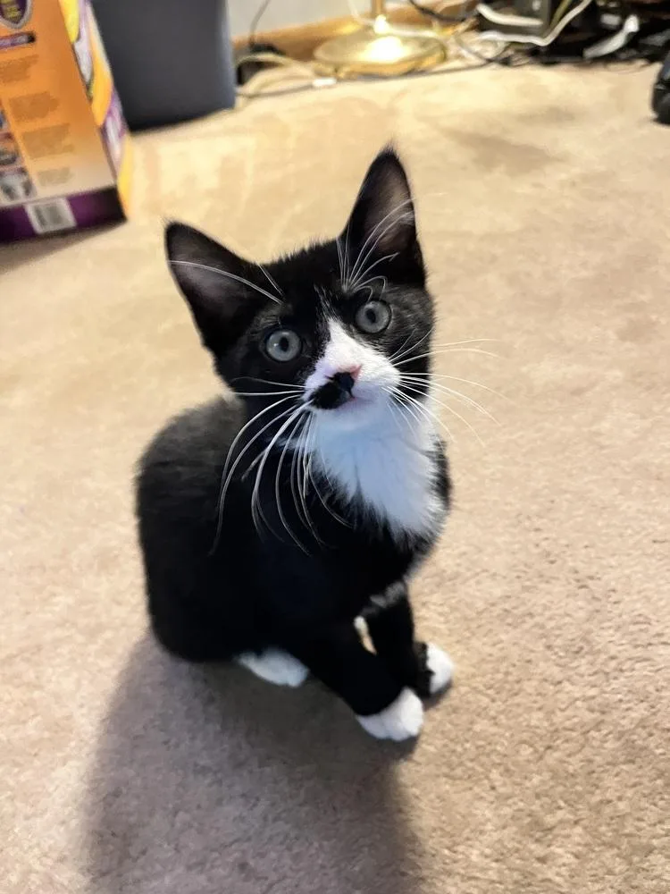 Oleander Mustachio thumbnail 6