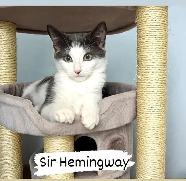 Sir Hemingway