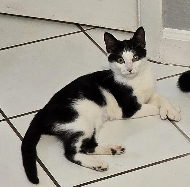 Sir Hemingway thumbnail 2