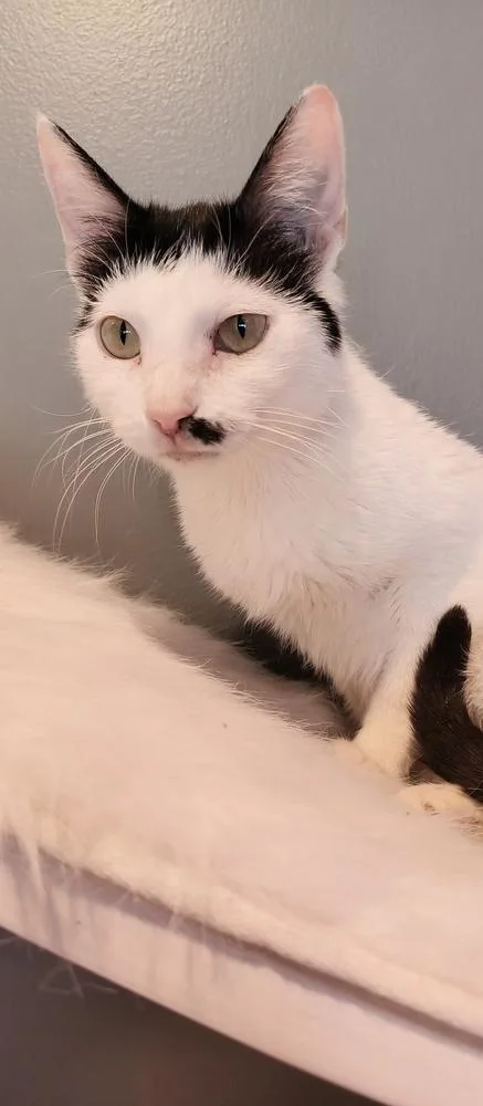 Toupee Tammy thumbnail 2