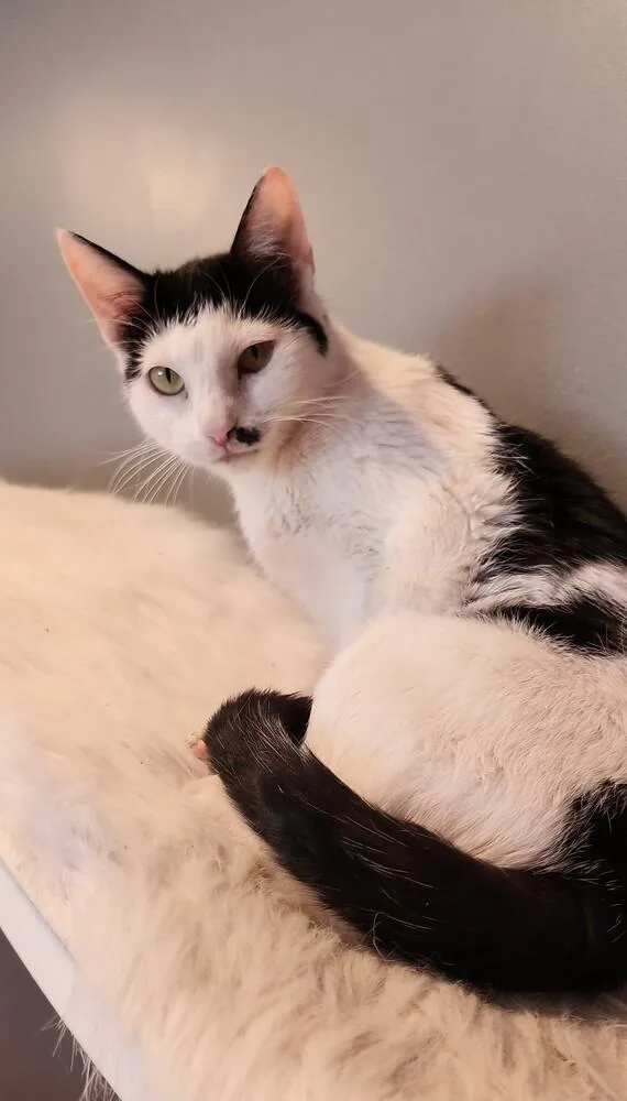 Toupee Tammy thumbnail 3