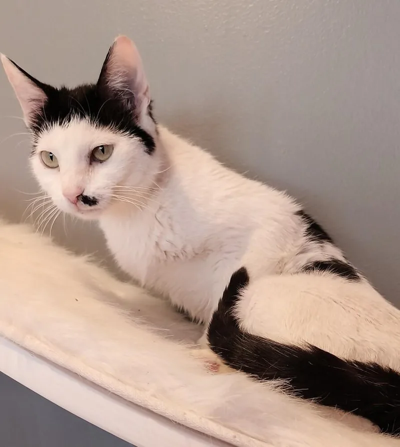 Toupee Tammy thumbnail 4