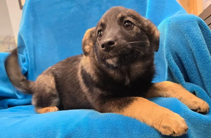 Ellinore thumbnail 3