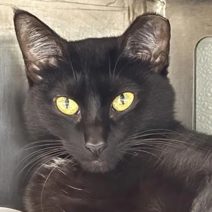 Lillypad thumbnail 2