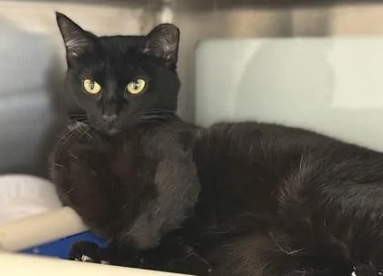 Lillypad thumbnail 3