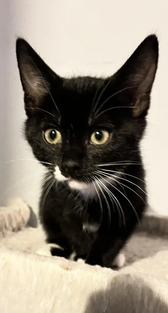 Calluna Blackdotbeard