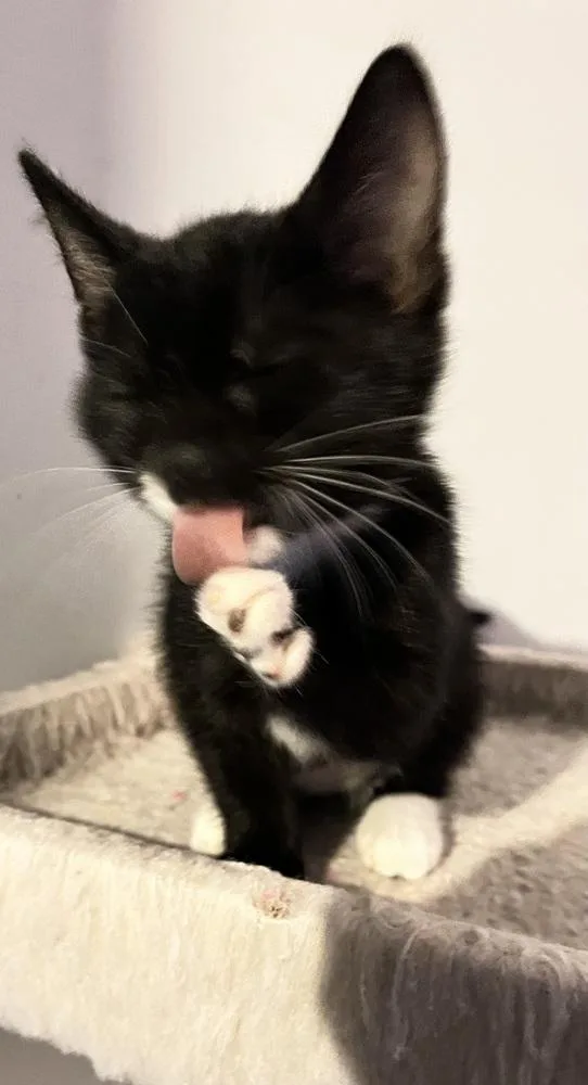 Calluna Blackdotbeard thumbnail 2