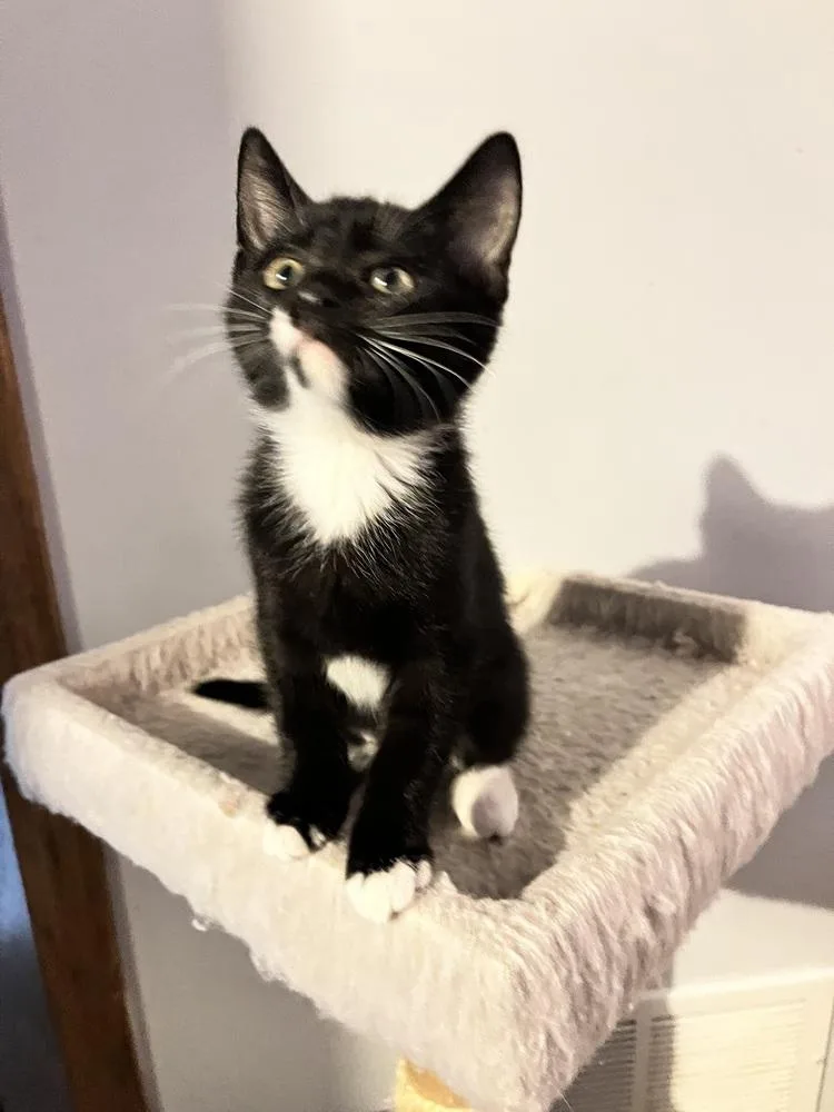 Calluna Blackdotbeard thumbnail 3