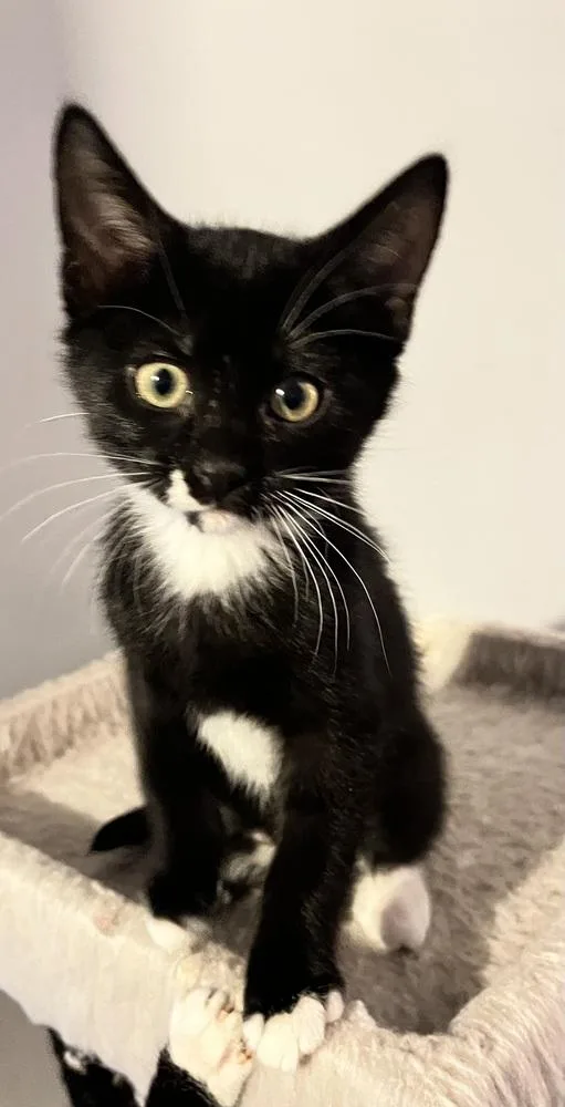 Calluna Blackdotbeard thumbnail 4