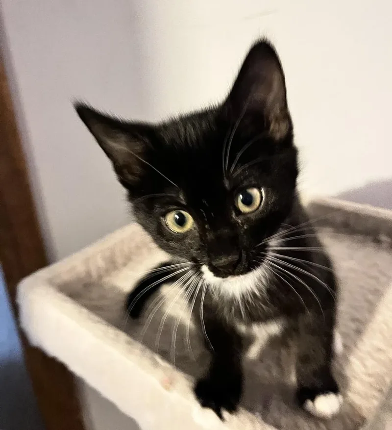 Calluna Blackdotbeard thumbnail 5