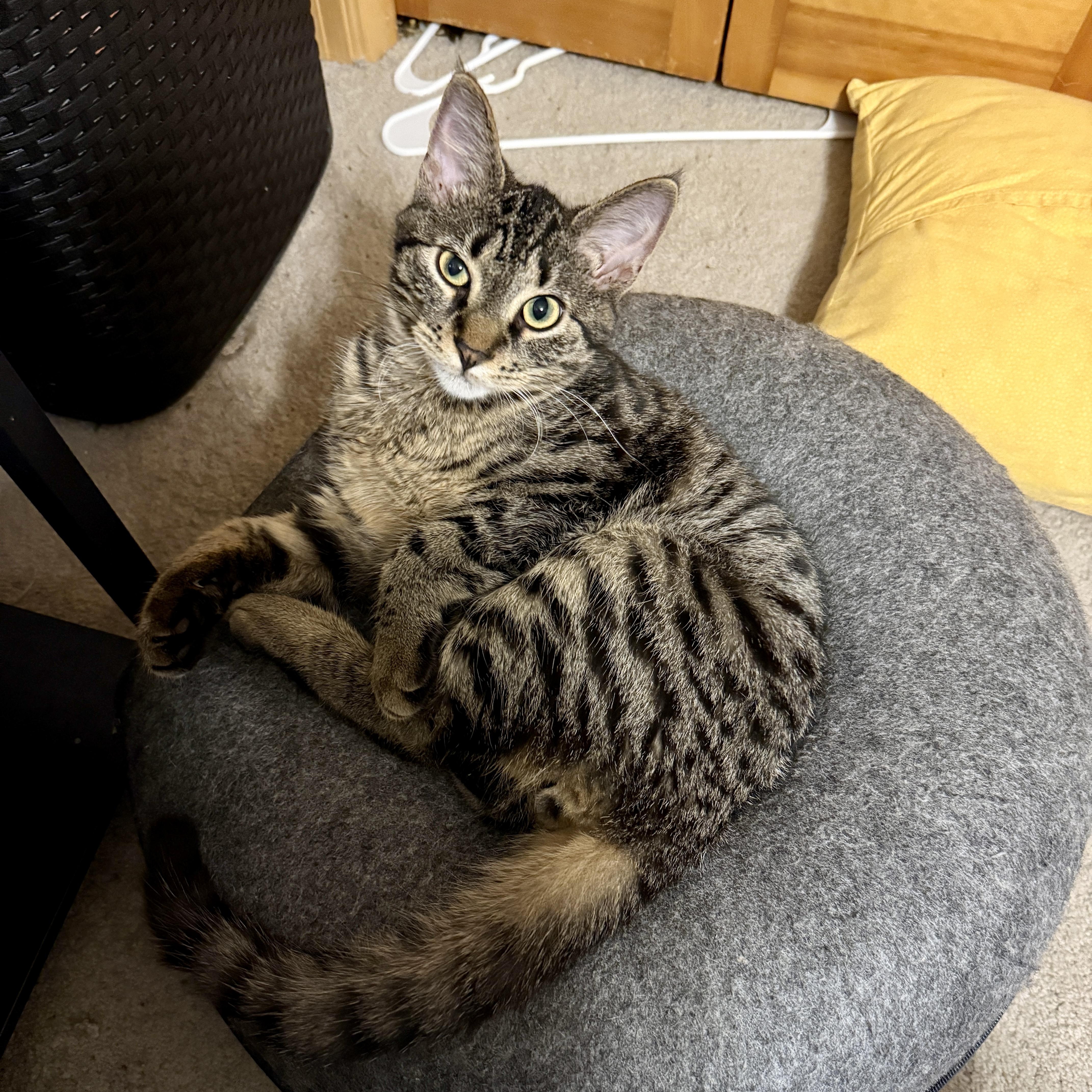 A young medium-sized male Domestic Short Hair cat named Mac for adoption in Blaine, MN