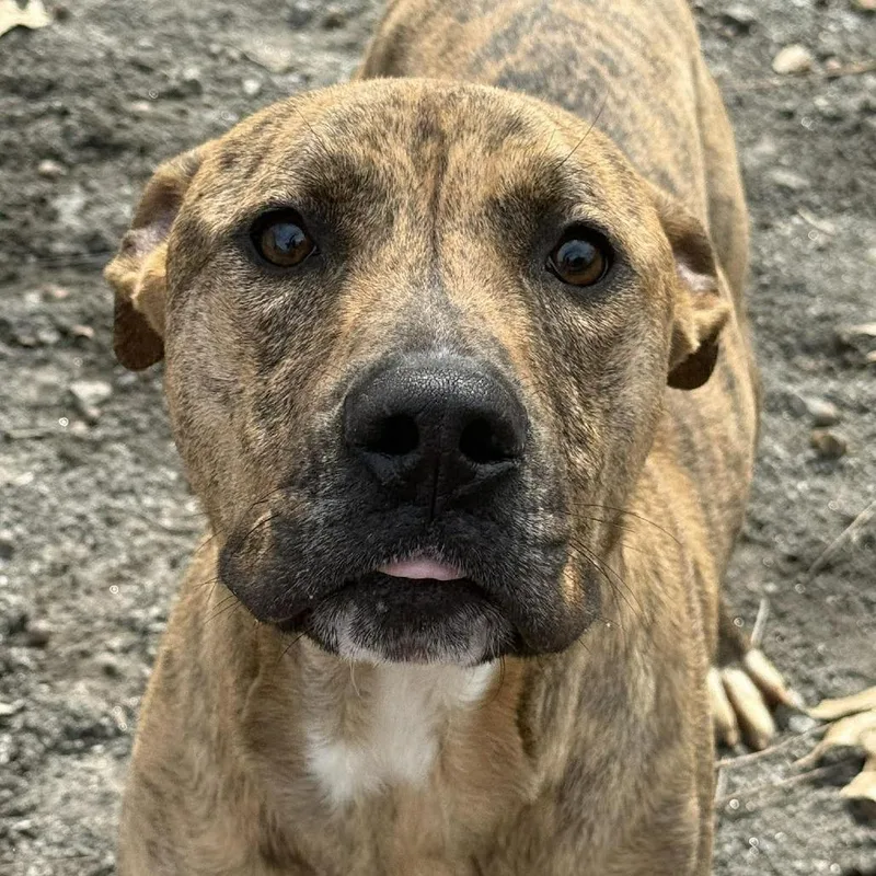 Ferguson thumbnail 2