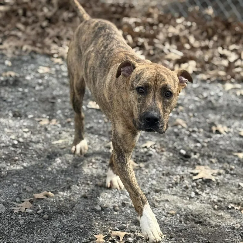 Ferguson thumbnail 3