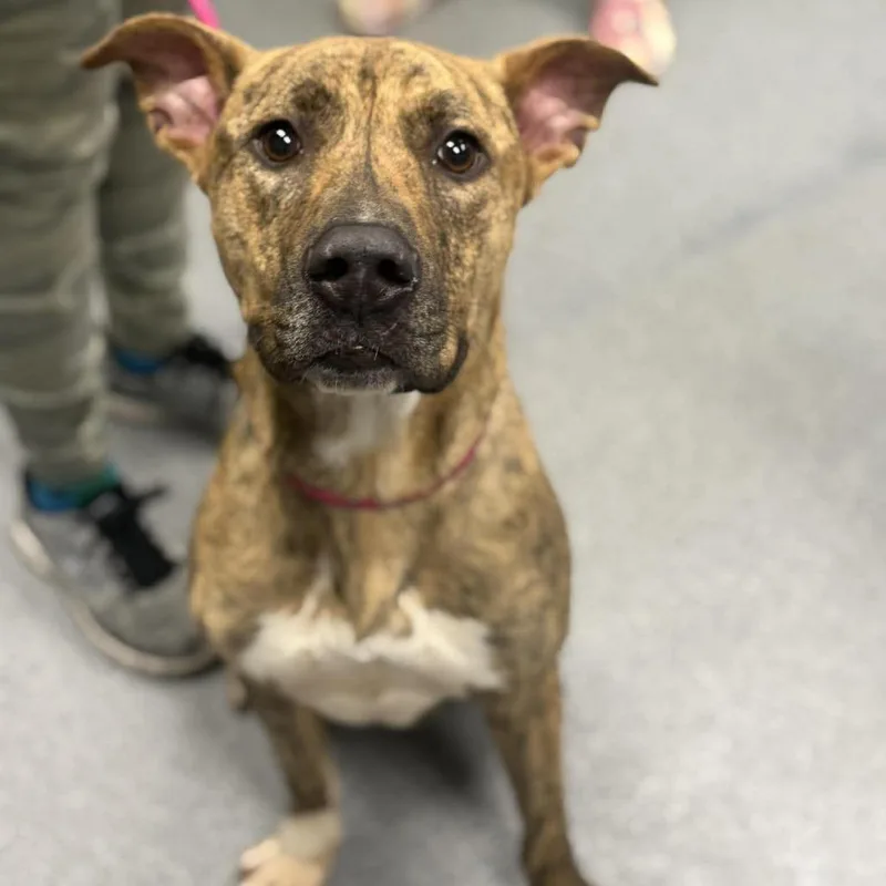 Ferguson thumbnail 5