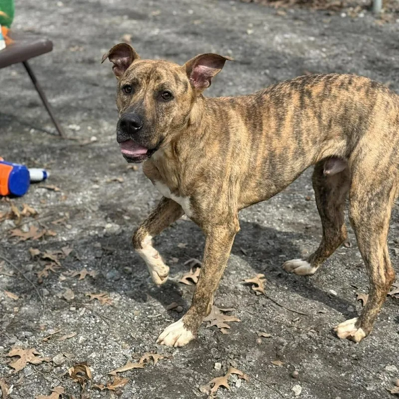 Ferguson thumbnail 6