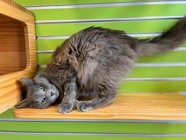 Garfunkle thumbnail 2