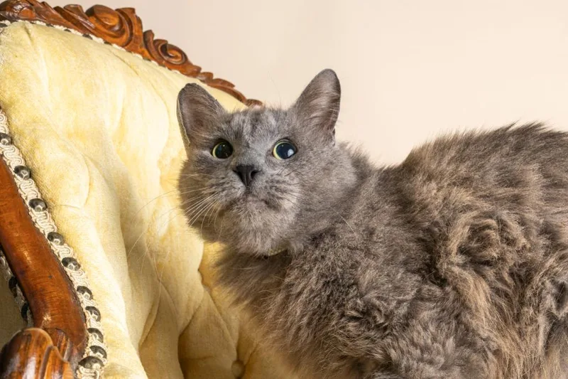 Garfunkle thumbnail 3