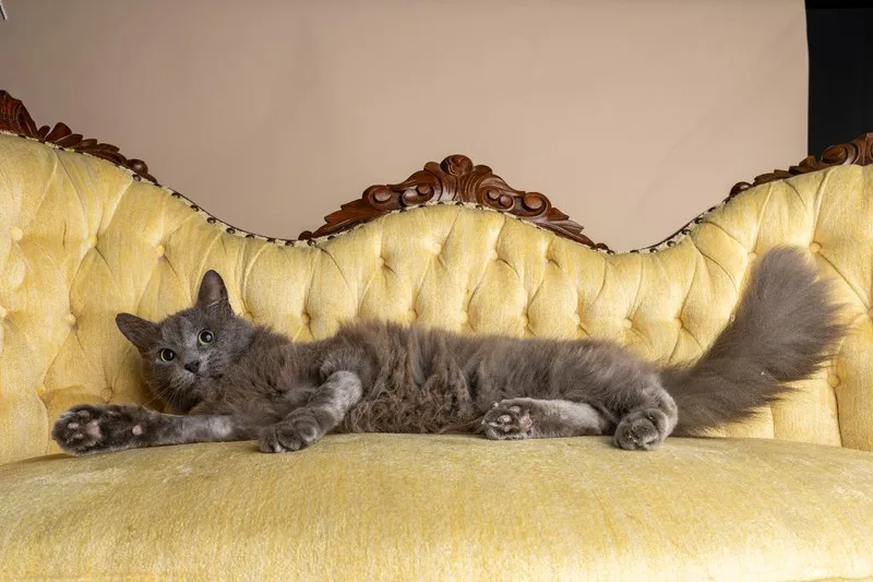 Garfunkle thumbnail 4