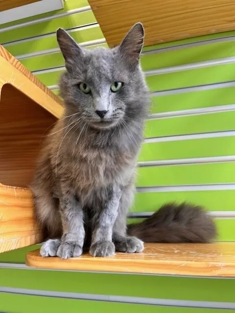 Garfunkle thumbnail 5