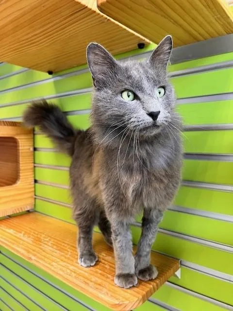 Garfunkle thumbnail 6