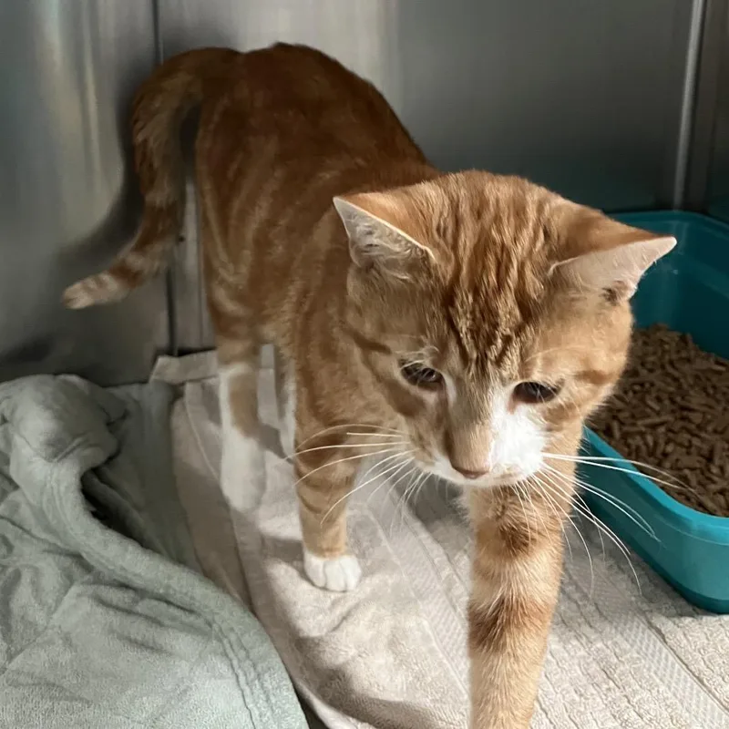 Jefferson thumbnail 2