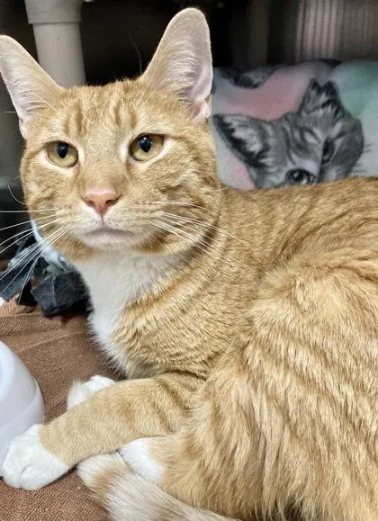 Milo Luigi thumbnail 2