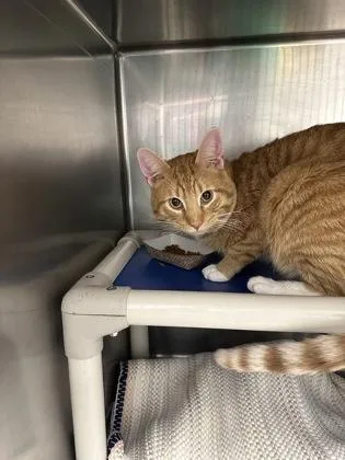 Milo Luigi thumbnail 3