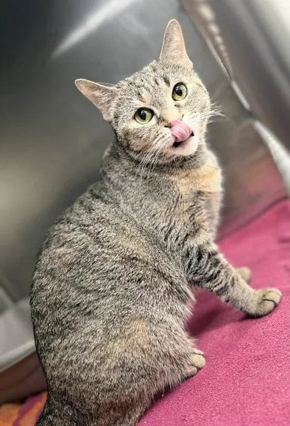 Miss Gizmo thumbnail 2