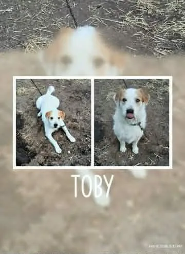 Toby