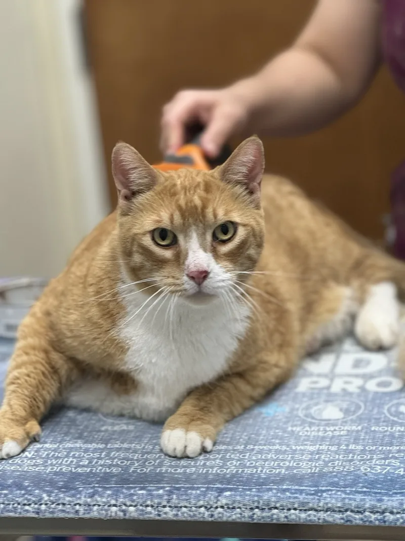 Tom And Jeri thumbnail 2