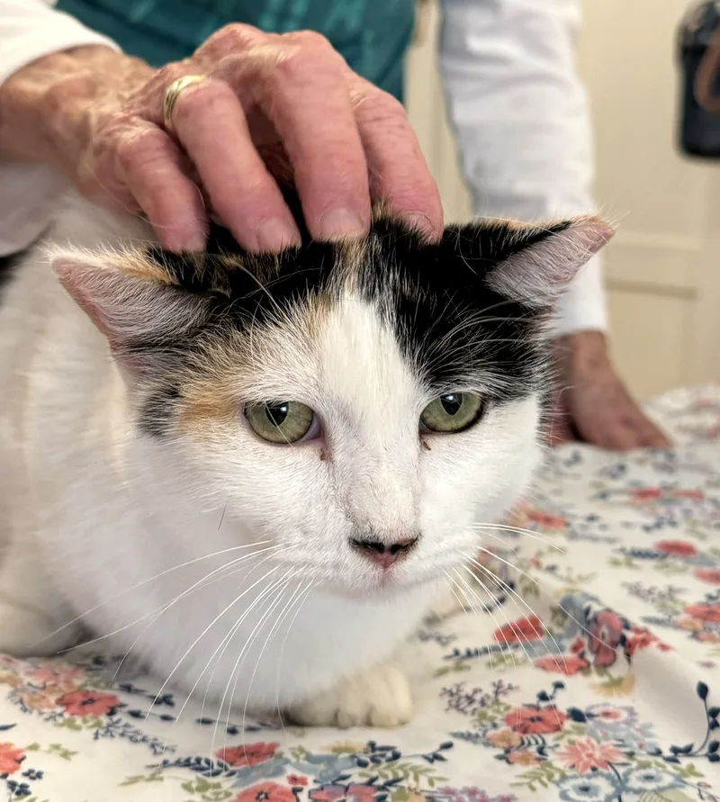 Tom And Jeri thumbnail 3