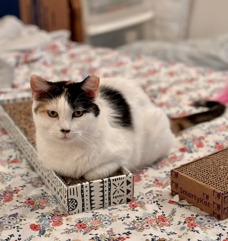 Tom And Jeri thumbnail 4