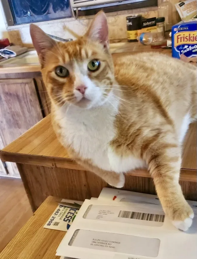 Tom And Jeri thumbnail 5