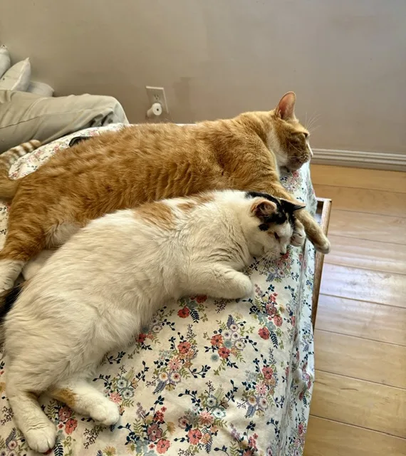 Tom And Jeri thumbnail 6